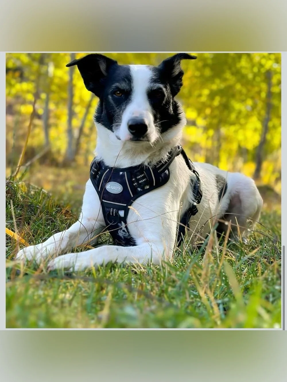 Auroth durable harness